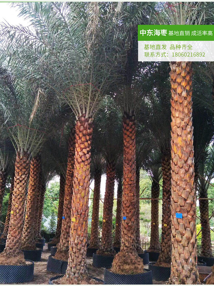 中东海枣大型棕榈 可接工程小区别墅园林树 中东海枣苗圃直销批发示例图9