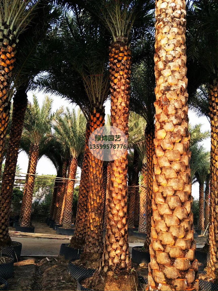 福建漳州批发杆高2米中东海枣 专业种植精品银海枣示例图9