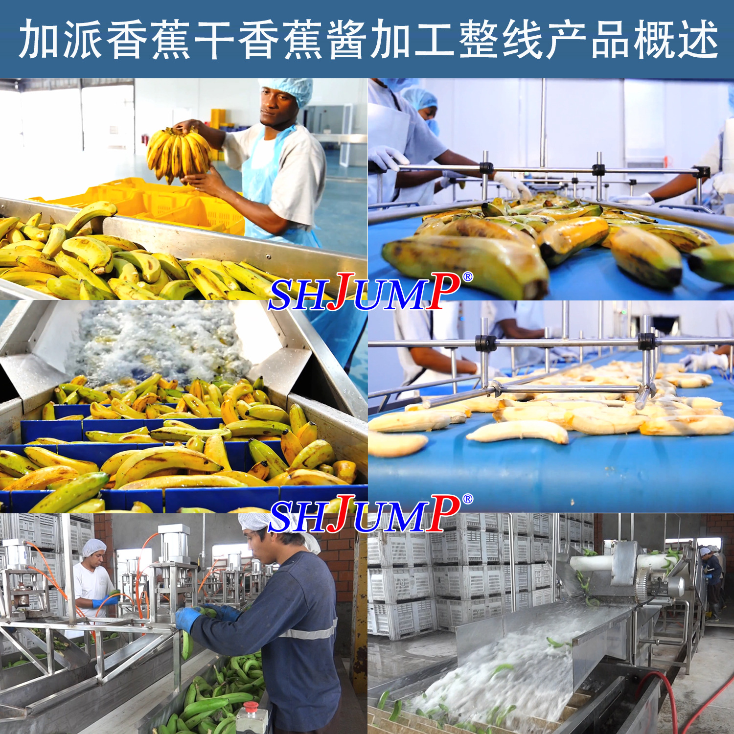 香蕉加工生产线1