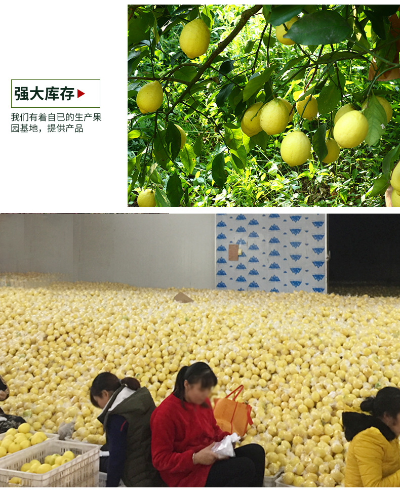 柠檬来自四川安岳柠檬新鲜尤利克小黄柠檬批发6-7个/斤5斤包邮示例图5