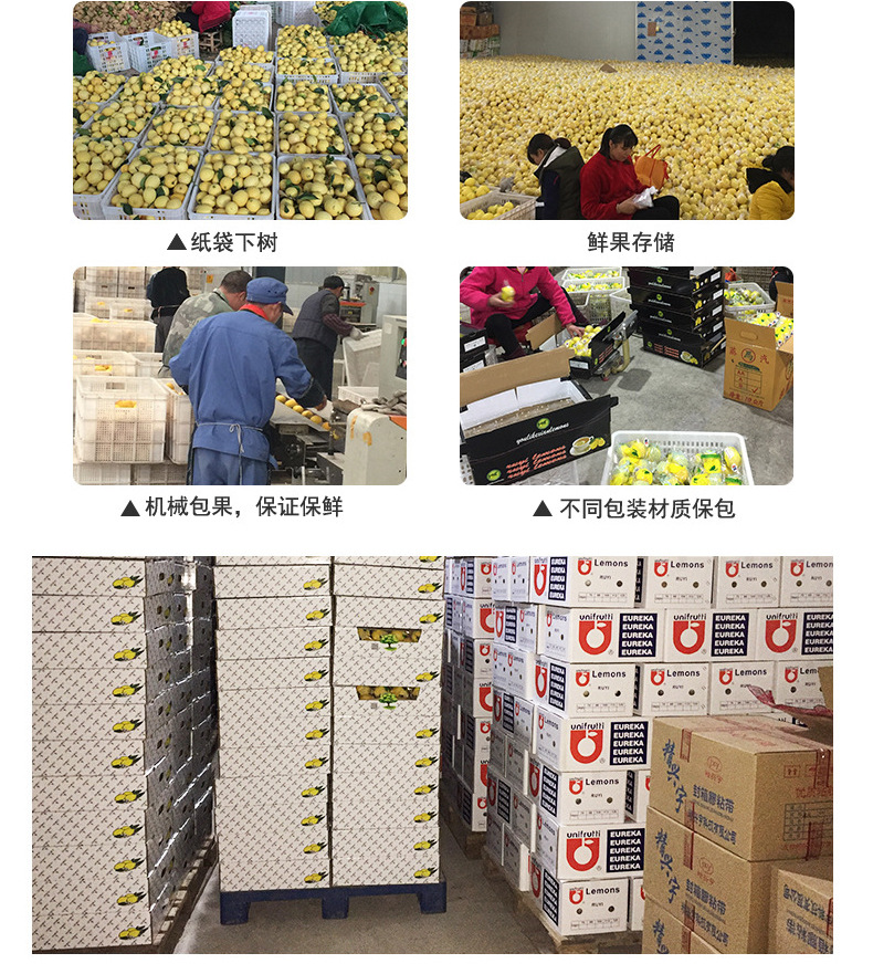 【柠盟】二级四川安岳柠檬新鲜尤利克黄柠檬批发5斤包邮榨汁示例图7