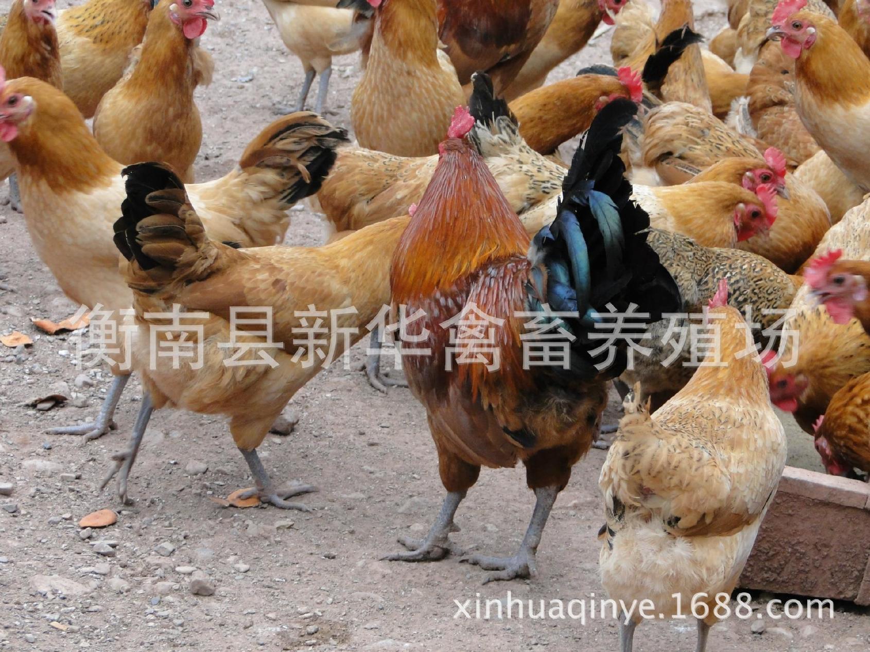 湖南衡南县星华禽业厂家直销大量供应优质青脚土鸡苗混合苗示例图10