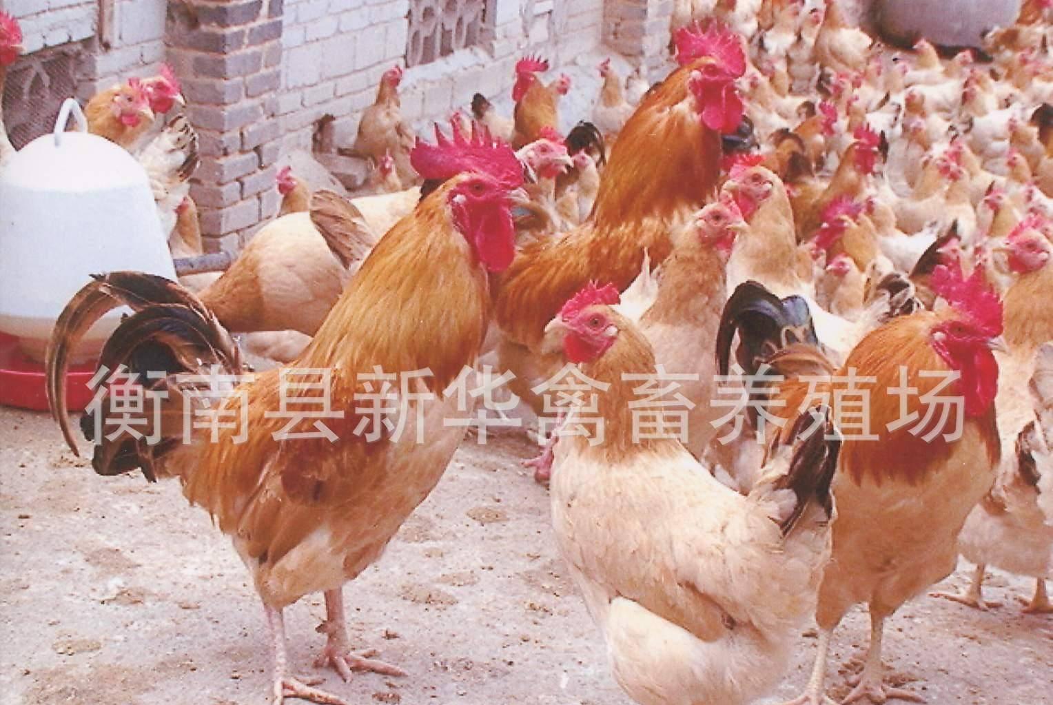 新华禽畜厂家直销供应广东优质广西三黄土鸡苗出壳土鸡苗母苗示例图6