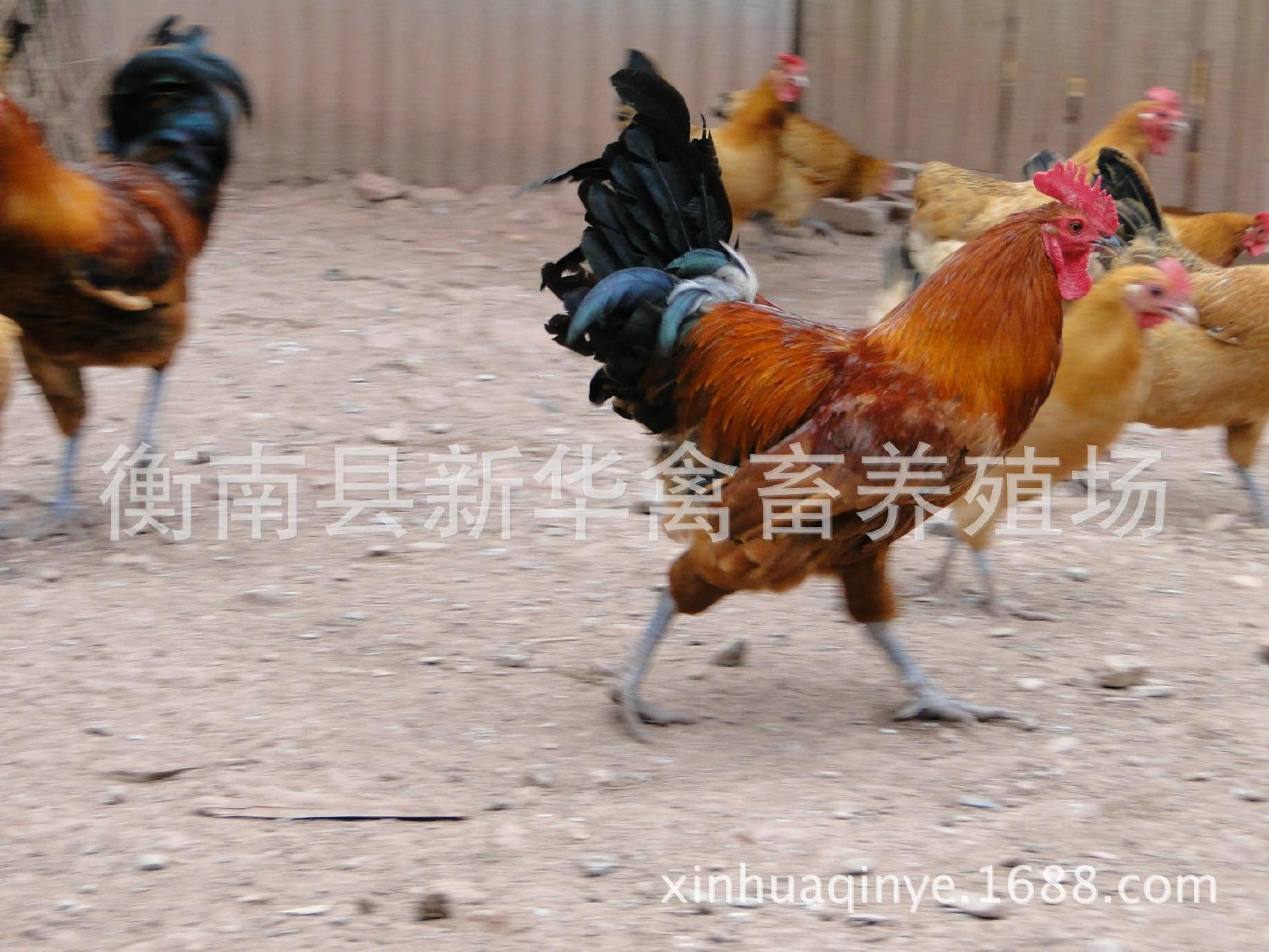 湖南衡南县星华禽业厂家直销大量供应优质青脚土鸡苗混合苗示例图9