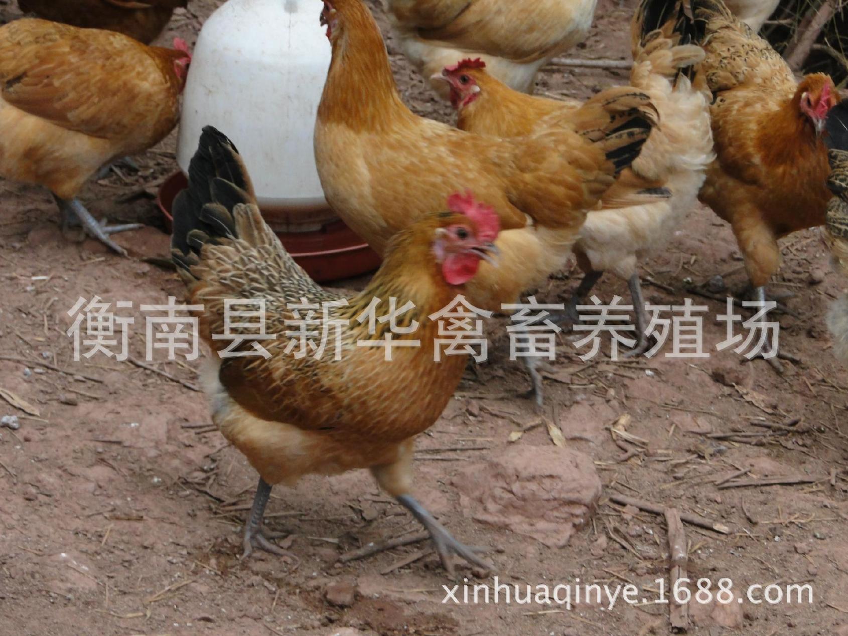 湖南衡南县星华禽业厂家直销大量供应优质青脚土鸡苗混合苗示例图2