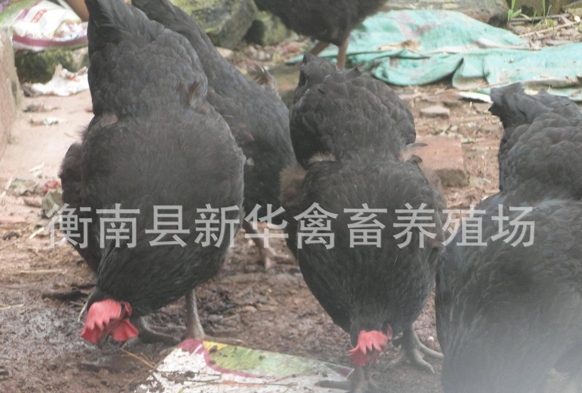 新华禽业厂家直销大量供应优质打马利克成活率高黑土鸡苗出壳母苗示例图3