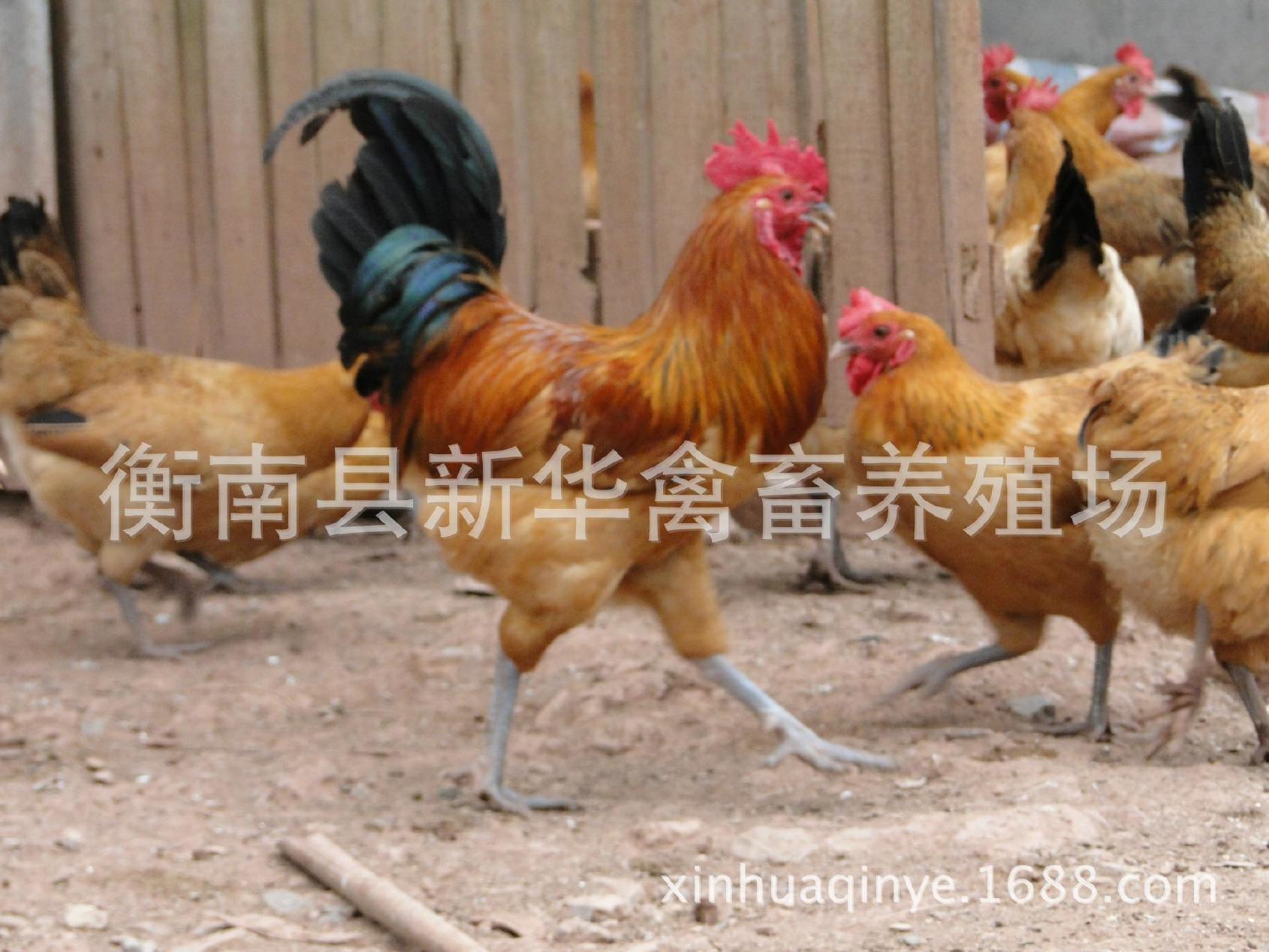 湖南衡南县星华禽业厂家直销大量供应优质青脚土鸡苗混合苗示例图3