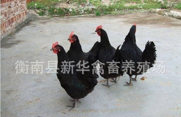 新华禽业厂家直销大量供应优质打马利克成活率高黑土鸡苗出壳母苗示例图2