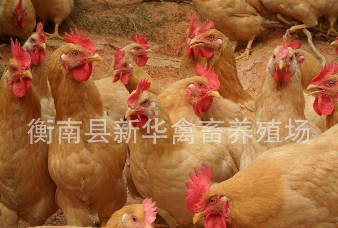 新华禽畜厂家直销供应广东优质广西三黄土鸡苗出壳土鸡苗母苗示例图9