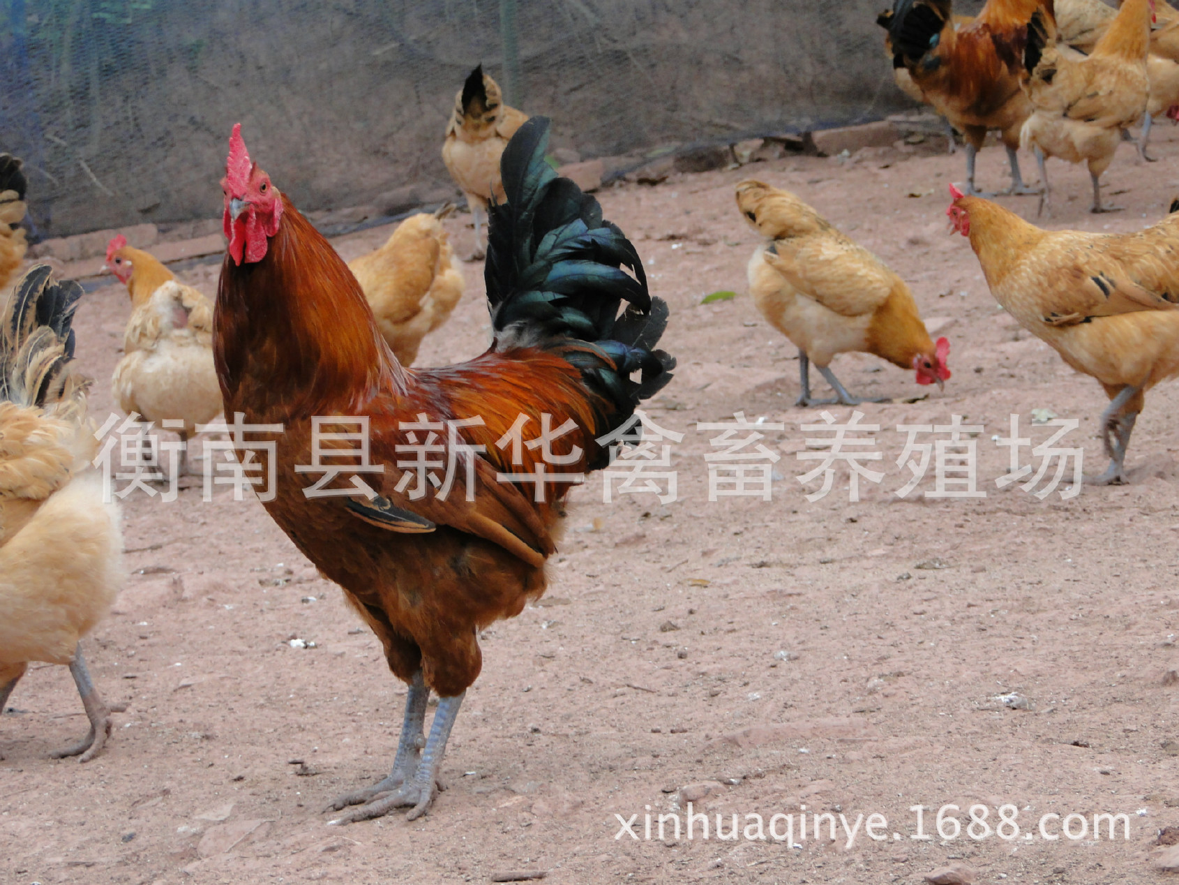湖南衡南县星华禽业厂家直销大量供应优质青脚土鸡苗混合苗示例图7