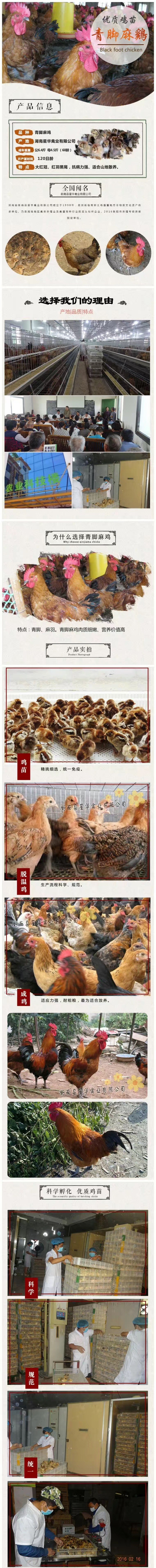 新华禽畜厂家直销供应优质青脚麻鸡苗出壳苗 包打马利克疫苗示例图1