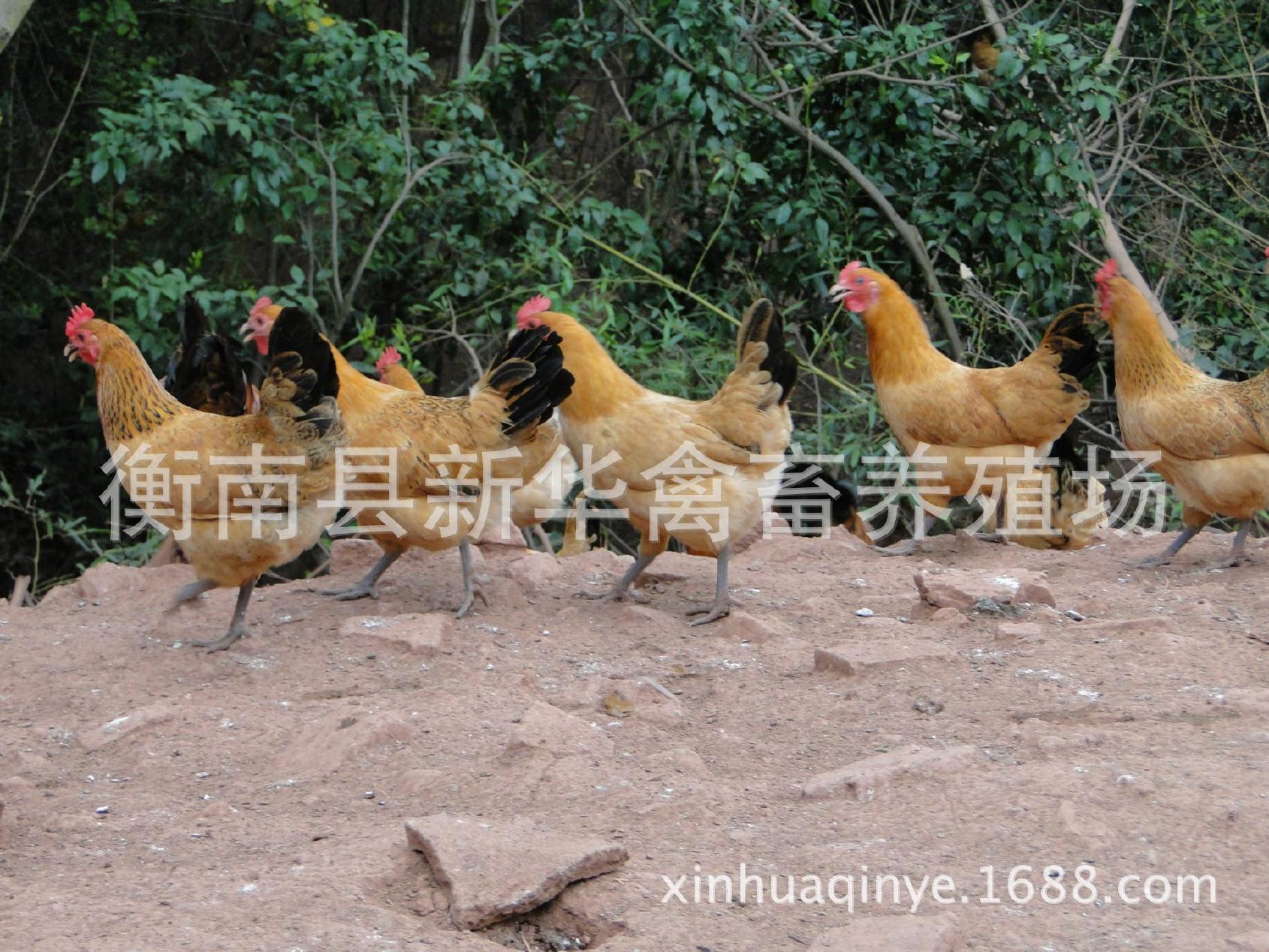 湖南衡南县星华禽业厂家直销大量供应优质青脚土鸡苗混合苗示例图1