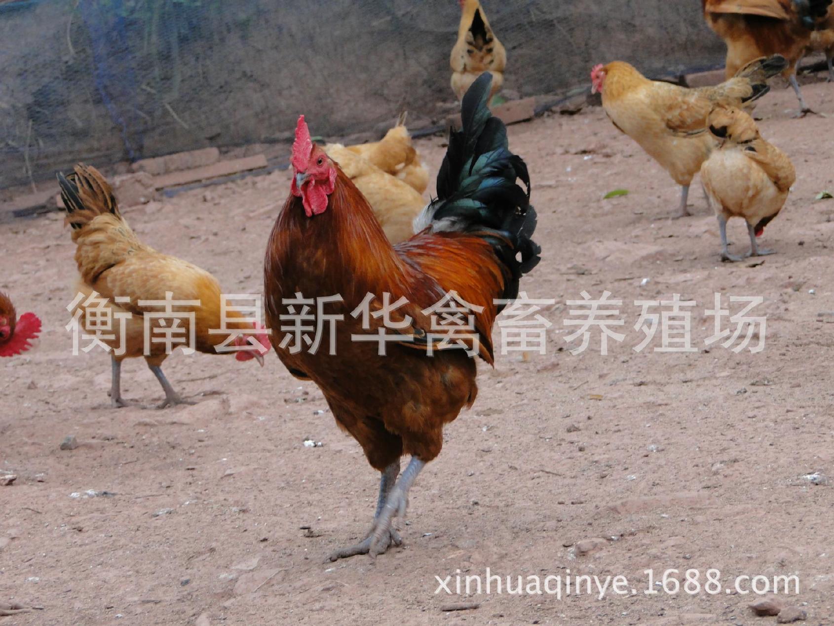 湖南衡南县星华禽业厂家直销大量供应优质青脚土鸡苗混合苗示例图8