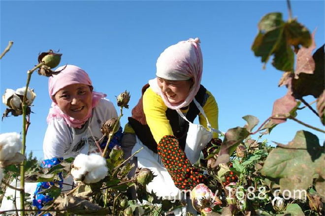 10斤220*240正宗新疆新棉纯棉花被子棉被褥双人被冬被定制包邮示例图5