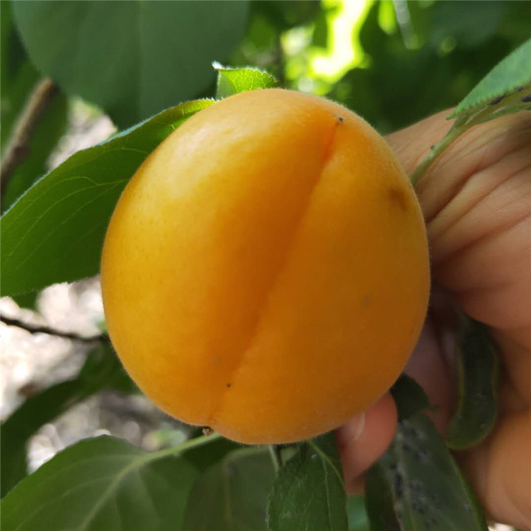 基地培育杏树苗 银悦苗木基地批发1至5公分凯特杏树苗 杏树夏剪的技术要点