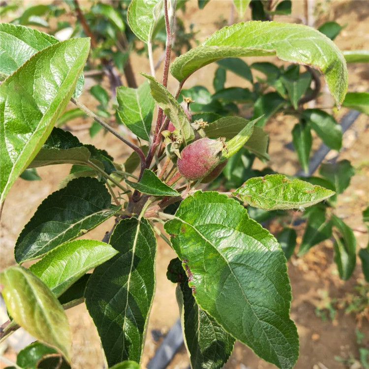 梨树苗 新品种梨树苗 梨树苗基地新品种的培育