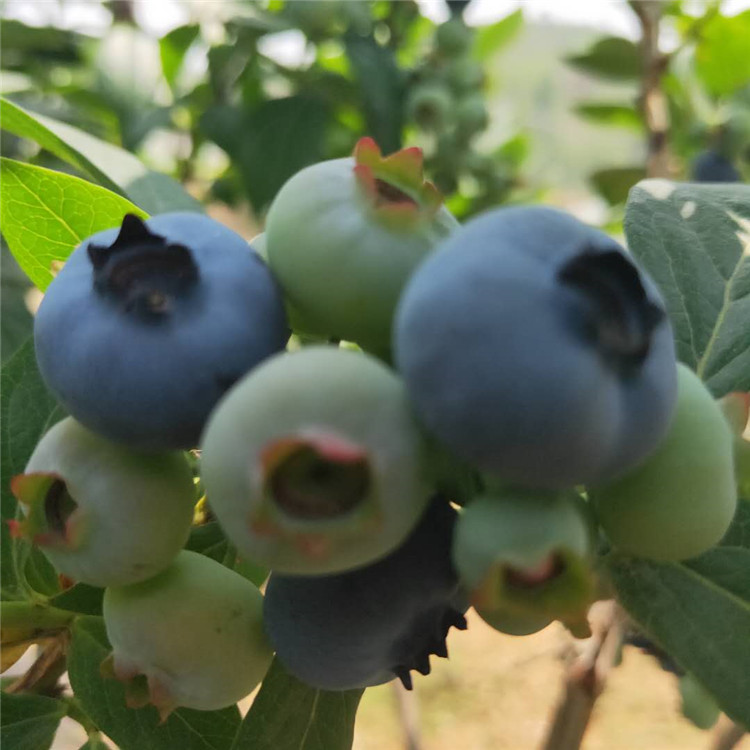山东莱克西蓝莓苗基地  南北高丛蓝莓苗  易成活  易挂果 产量高