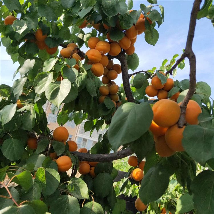 杏树苗基地 新品种杏树苗 杏树苗批发 杏树苗出售 欢迎预定 价格优惠中