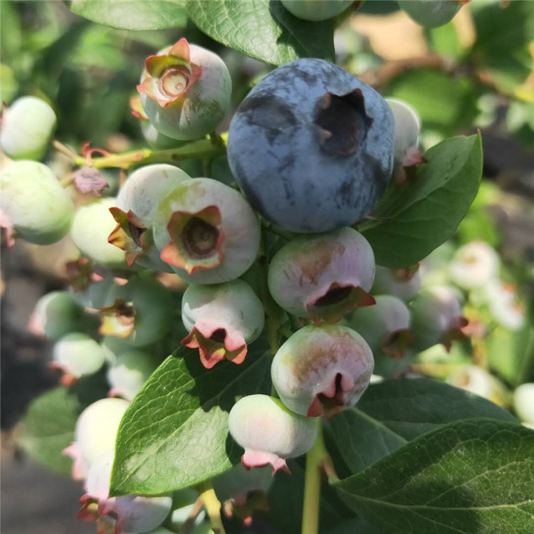山东莱克西蓝莓苗基地  南北高丛蓝莓苗  易成活  易挂果 产量高