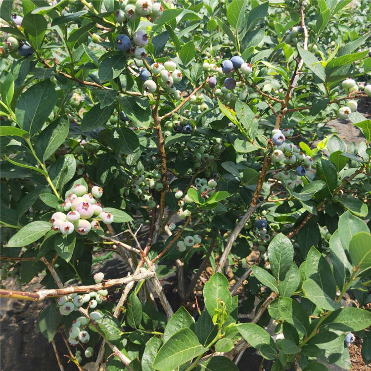 山东蓝莓苗育苗基地  蓝莓树苗冬季防寒技巧  南北高丛蓝莓苗