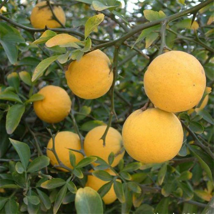 枸橘苗基地0.4公分以上粗度 可做篱笆栅栏护院植物嫁接枸橘苗 枸橘苗种育苗技术