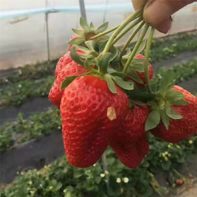 草莓苗 甜宝草莓苗 法兰地草莓苗 银悦苗木 供求发布