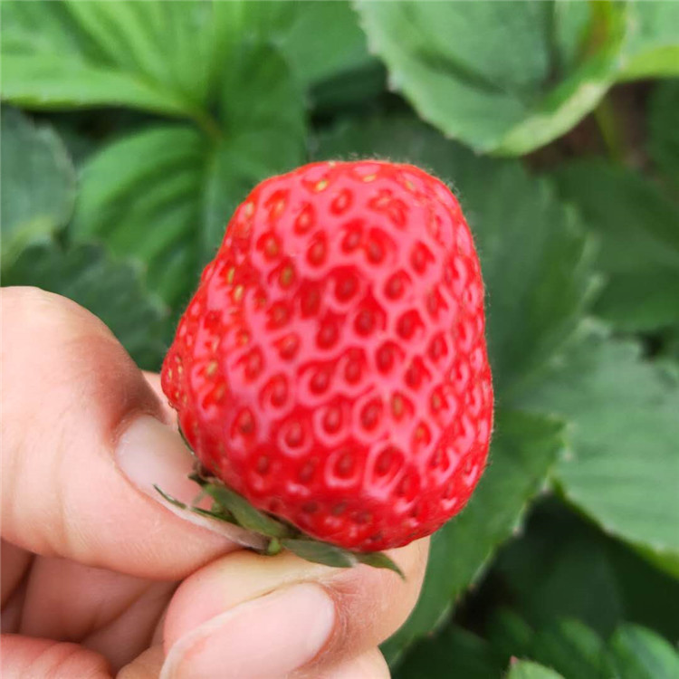 草莓苗 甜宝草莓苗 法兰地草莓苗 银悦苗木 供求发布