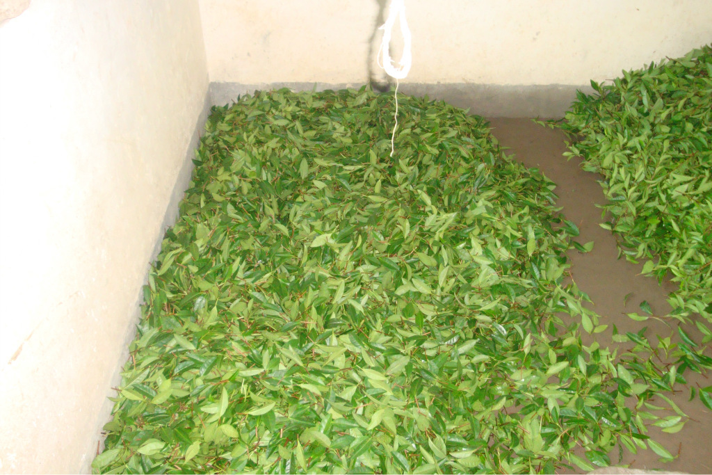 高产茶叶.特粗茶芽茶苗浙农117等品种示例图37