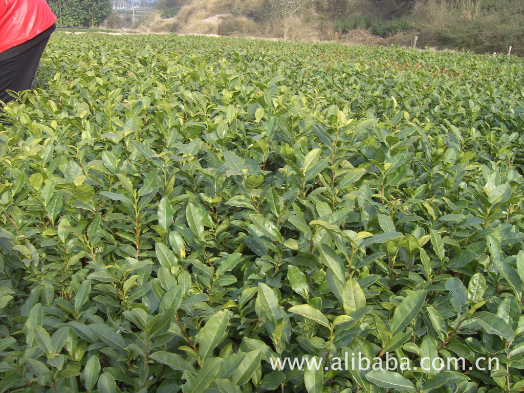 高产茶叶.特粗茶芽茶苗浙农117等品种示例图56
