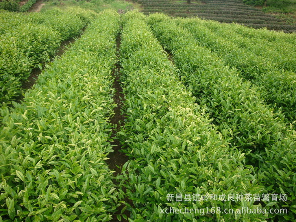 高产茶叶.特粗茶芽茶苗浙农117等品种示例图54