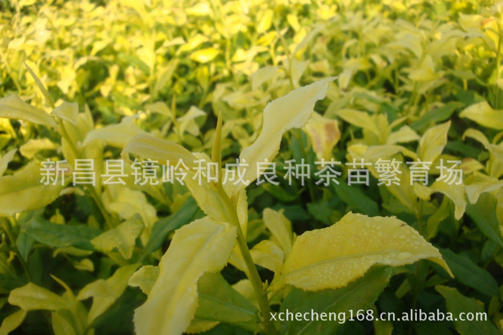 高产茶叶.特粗茶芽茶苗浙农117等品种示例图25