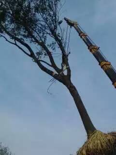 吉林15公斤朴树