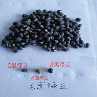 1件=1斤 批发具有保健价值的明黑绿豆种子 适应性强 耐旱而瘠薄示例图3