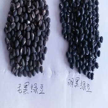 1件=1斤 批发具有保健价值的明黑绿豆种子 适应性强 耐旱而瘠薄示例图2