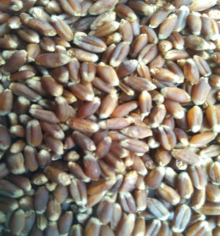 散装1件=1斤 欣绿得黑小麦麦仁 自产黑小麦麦仁 产量高 品质好示例图3