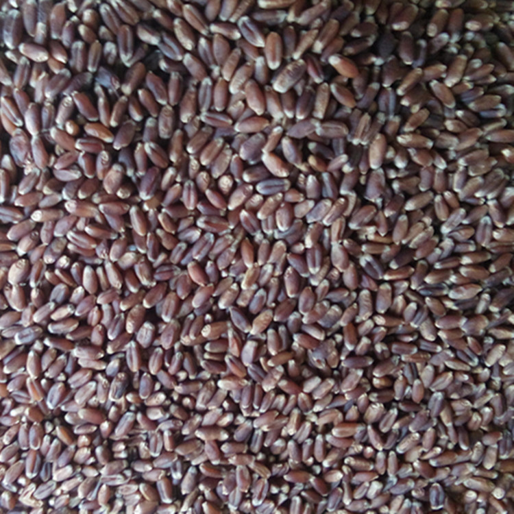 散装1件=1斤 欣绿得黑小麦麦仁 自产黑小麦麦仁 产量高 品质好示例图2