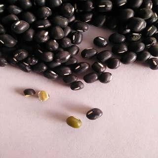 1件=1斤 批发具有保健价值的明黑绿豆种子 适应性强 耐旱而瘠薄示例图4