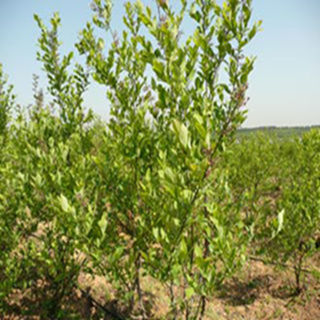 泰安苗圃蓝莓苗出售 多品种多规格蓝莓供应 挂果多 早熟 产量高示例图2