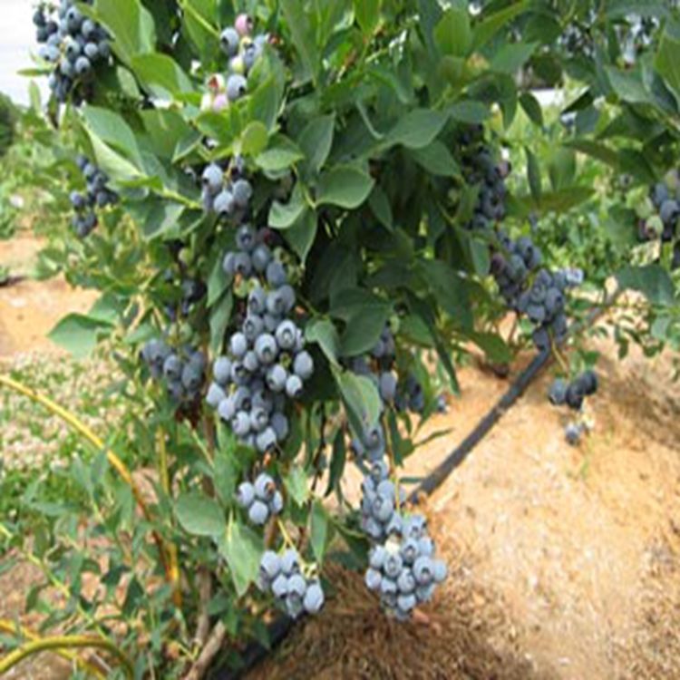 泰安苗圃蓝莓苗出售 多品种多规格蓝莓供应 挂果多 早熟 产量高示例图3