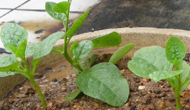 阳台蔬菜种子 木耳菜种子 大叶木耳菜种子示例图2