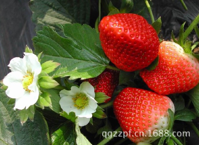 四季草莓种子 大果草莓 奶油草莓盆栽阳台露天种植示例图11