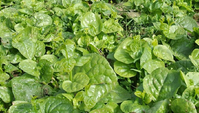 阳台蔬菜种子 木耳菜种子 大叶木耳菜种子示例图6