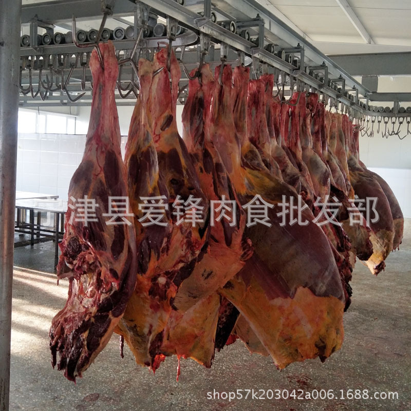新鲜蒙古进口马肉四分体 剔骨马肉草原散养 厂家直销马肉四分体示例图8