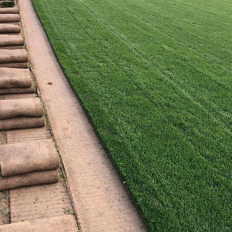 大叶油草草坪地毯 草绿化草坪 大量提供草坪