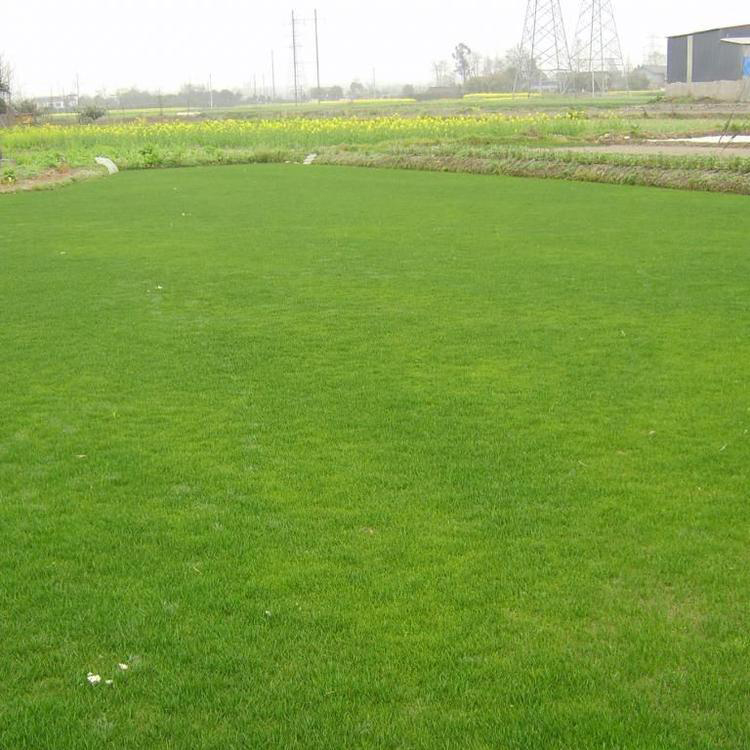 大叶油草草坪地毯 草绿化草坪 大量提供草坪