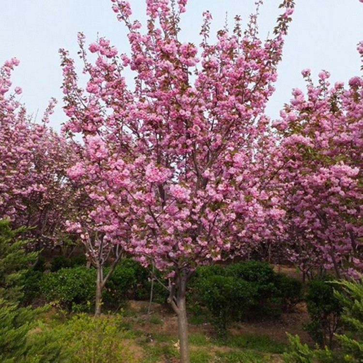 出售北美海棠树 绚丽海棠 公园景观绿化工程用北美海棠树 可批发示例图7