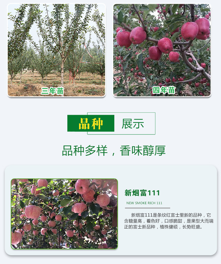基地现挖苹果苗 批量售卖乔化矮化树苗红富士金帅大果苹果苗示例图6