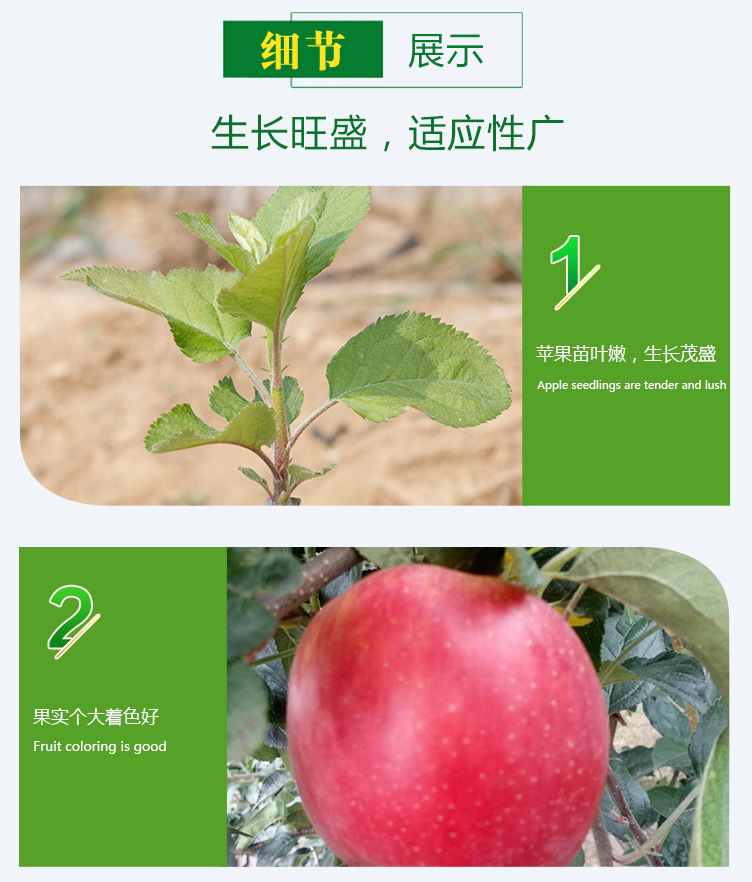 基地现挖苹果苗 批量售卖乔化矮化树苗红富士金帅大果苹果苗示例图3