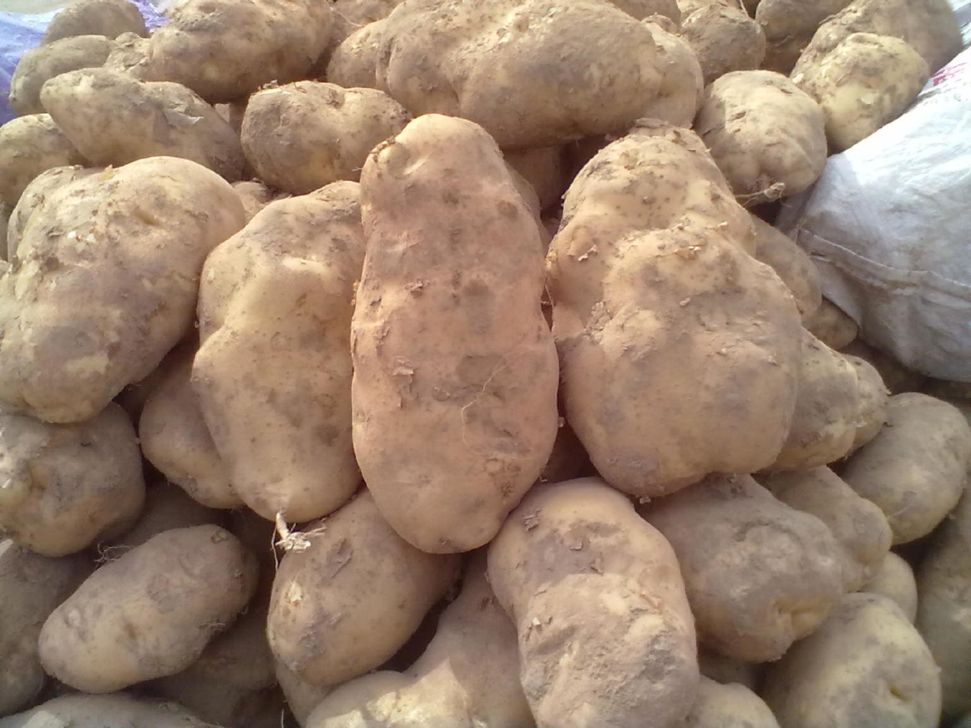 山西土豆晋薯16号个大皮薄芽眼浅淀粉含量高营养丰富示例图3