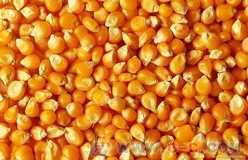 先锋玉米粒水分14容重680颗粒饱满色泽金黄示例图1